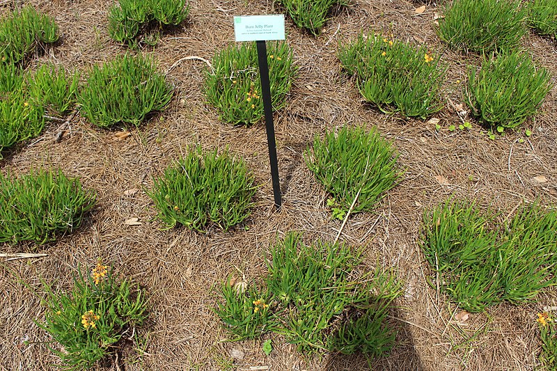 File:Bulbine frutescens, Jacksonville Zoo.jpg