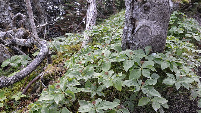 Bunchberry (Cornus canadensis)