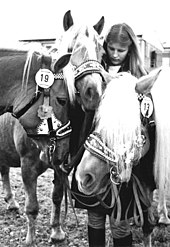 Haflingeri la herghelia Meura în 1986