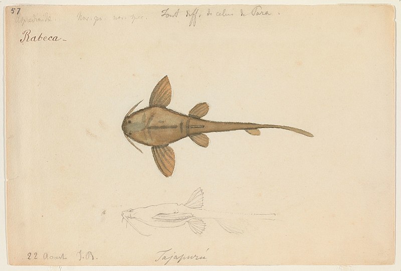 File:Bunocephalus coracoideus (Tajapuru, Brazil, 22 August 1865).jpg