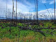 The Swan Lake Fire burned tens of thousands of acres of Cook Inlet taiga forest Burned taiga from Swan Lake Fire.jpg