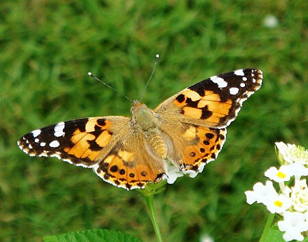 Vanessa cardui