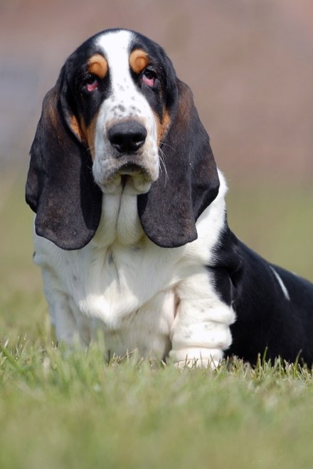 Adult Basset Hound