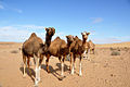 Kamele in der Sahara