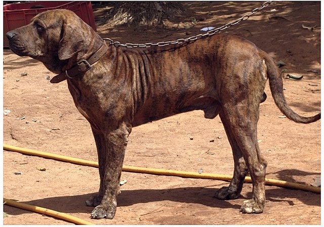 Fundo Fêmea Fila Brasileira O Cão Guardião Do Brasil Foto E Imagem