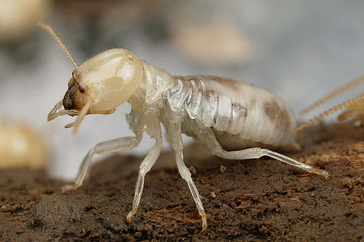 CSIRO ScienceImage 3915 Mastotermes darwiniensis Giant Northern Termite