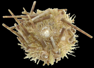 <i>Caenopedina mirabilis</i>