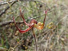 Caladenia multiclavia.jpg 