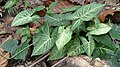 Caladium (aaron).jpg