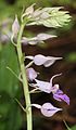 Calanthe puberula Japan - Takashima Shiga prefecture