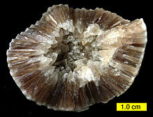 Fossil shell with calcite crystals CalciteEchinosphaerites.jpg