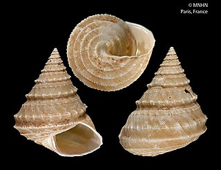 <i>Calliotropis conoeides</i> species of mollusc