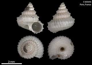<i>Spinicalliotropis lamellifera</i> Species of gastropod