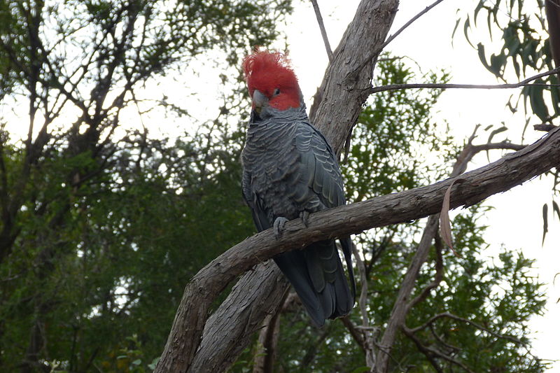 File:Callocephalon fimbriatum -Aranda, Canberra, ACT, Australia -male-8.jpg