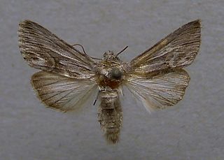 <i>Calophasia platyptera</i> Species of moth