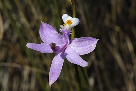 Tập_tin:Calopogon_tuberosus-001.jpg