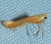 Caloptilia packardella (16223499912) .jpg