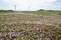 ハマヒルガオ Calystegia soldanella