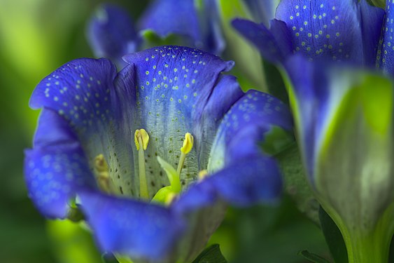 Calyx of a Gentiana