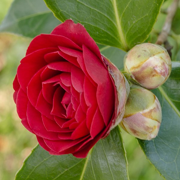 File:Camellia × williamsii 'Roger Hall'. 07-04-2020. (actm.) 02.jpg