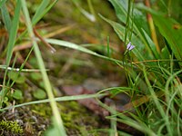 Campanula aristata (7855637462).jpg