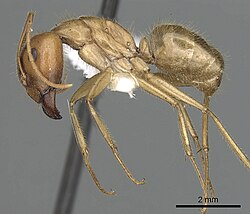 Camponotus buddhae.jpg