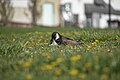 * Nomination Canada Goose at Downsview Park --Fabian Roudra Baroi 03:58, 12 August 2023 (UTC) * Promotion  Support Good quality.--Agnes Monkelbaan 04:15, 12 August 2023 (UTC)