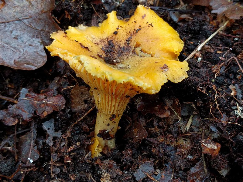 File:Cantharellus cibarius 108300237.jpg