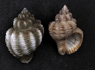 <i>Cantharus tranquebaricus</i> Species of gastropod