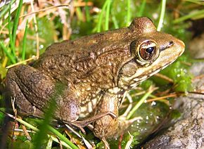 Kuvaus Cape River Frog - Amietia fuscigula - Cape Town -kuvasta 3.jpg.