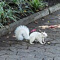 * Nomination Albino squirrel in Company’s Garden, Cape Town, Western Cape, South Africa --XRay 03:51, 20 May 2024 (UTC) * Promotion  Support Good quality. --Plozessor 04:11, 20 May 2024 (UTC)