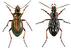 Carabus auratus