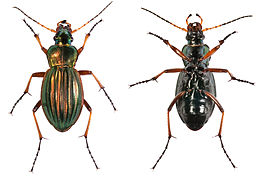 Carabus auratus (golden ground beetle)