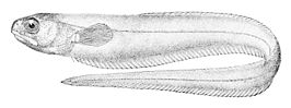 Carapus dubius