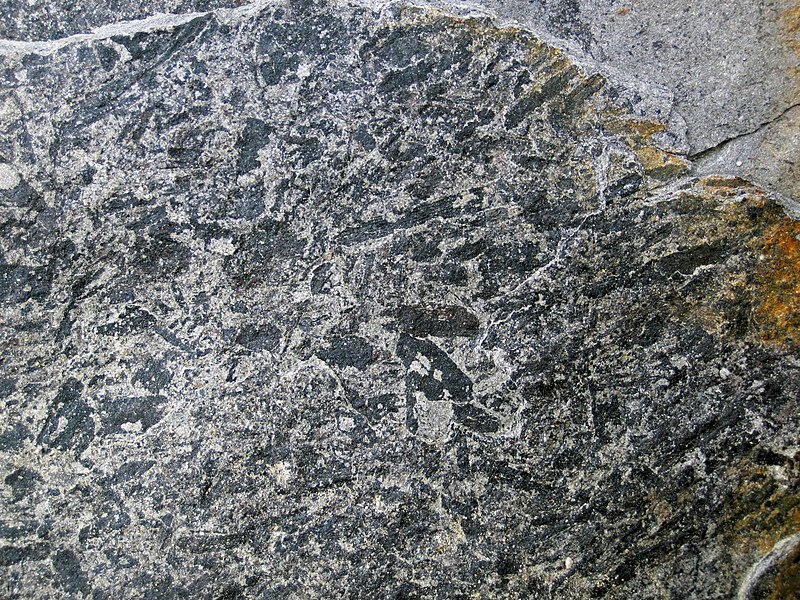 File:Carbonized plant fossils in siliciclastics (above the Lower Mercer Limestone, Middle Pennsylvanian; Rock Cut, Muskingum County, Ohio, USA) 2 (33560321053).jpg