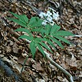 Fieder-Zahnwurz (Cardamine heptaphylla)