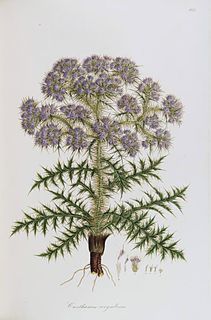 <i>Cardopatium</i> Genus of flowering plants