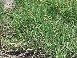Carex angustisquama yamatanukirn04.jpg