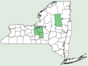 Carex capillaris NY-dist-map.png