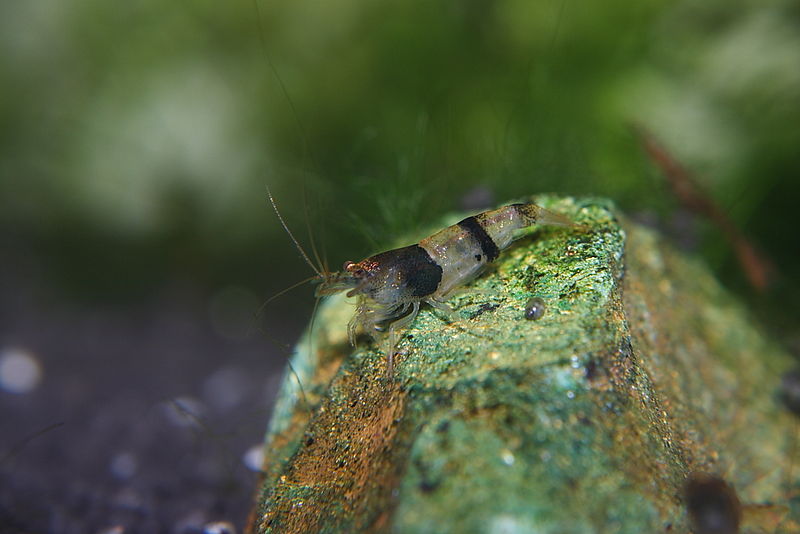 File:Caridina breviata 02.jpg