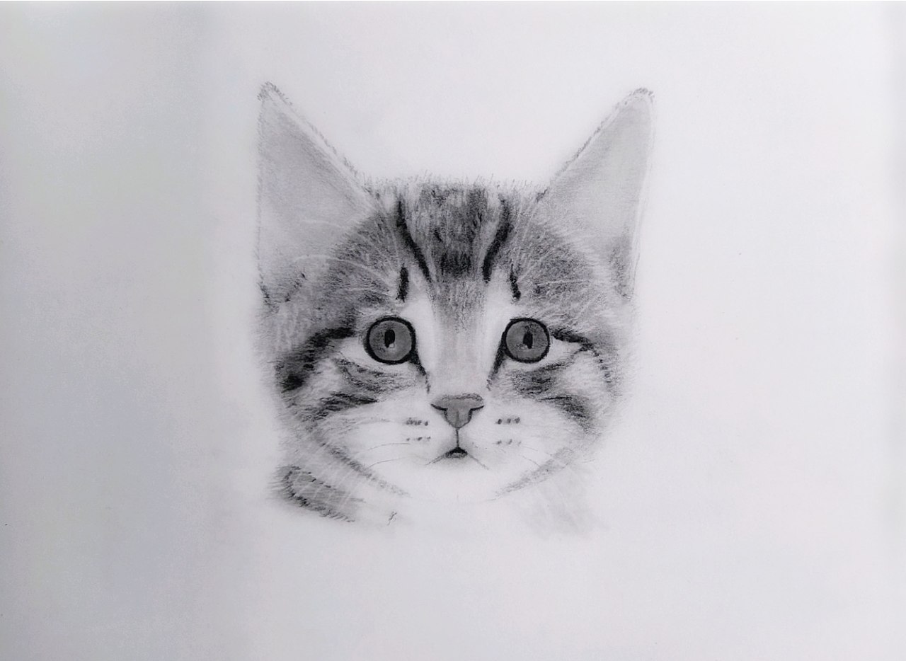 Sketches of cats :: Behance