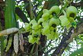 Catasetum macrocarpum female