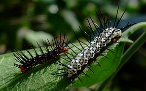 Heliconius charithonia (white) and Dryas iulia (black) caterpillars.