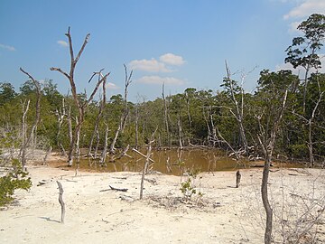 Arrière de la mangrove