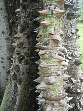 Ceiba Pentandra