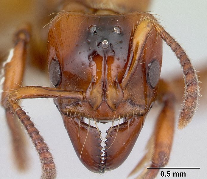 File:Centromyrmex brachycola casent0178343 head 1.jpg