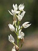 Cephalanthera longifolia