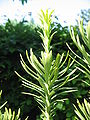 Cephalotaxus harringtonia 'Fastigiata' young shoot