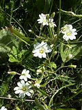 Miniatura para Cerastium arvense