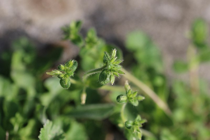 File:Cerastium glomeratum 114851898.jpg